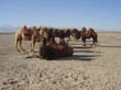 Camels, Jaiyuguan