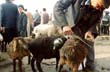 Last minute trim, Kashgar markets