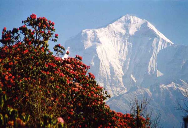 Rhododendrums and Dhaulgiri, Annapurna region, Nepal